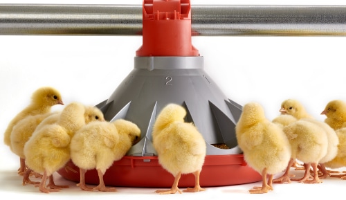 Welv propose un accompagnement clé en main pour l'élevage de poules pondeuses par la commercialisation et l'installation d'équipements durables et plus responsables, simples d'usage et favorisant le bien-être de l'animal tout en facilitant le quotidien de l'éleveur.